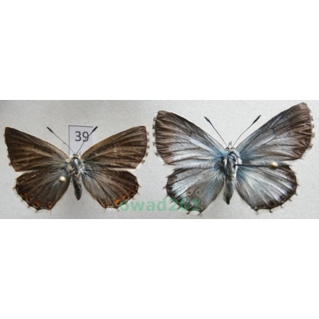 Polyommatus coridon (Poda, 1761) pair Poland39